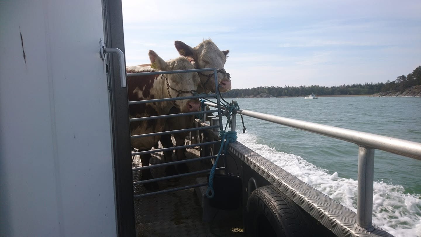 Djurtransport till betesöar